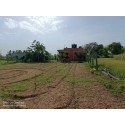 Farm Land in Puliampatti 3.5 Acres with Water தோட்டம்