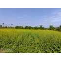 Farm Land in Puliampatti 3.5 Acres with Water தோட்டம்