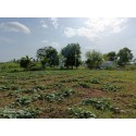 Farm Land in Puliampatti 3.5 Acres with Water தோட்டம்
