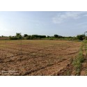 Farm Land in Puliampatti 3.5 Acres with Water தோட்டம்